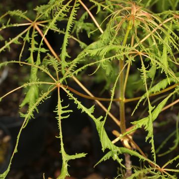 Gewöhnliche Rosskastanie Laciniata - Aesculus hippocastanum