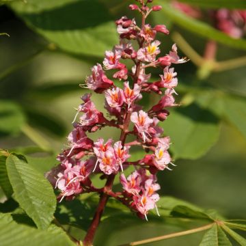 Aesculus x bushii  - Rosskastanie