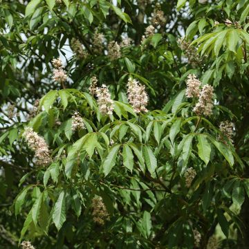 Chinesische Rosskastanie - Aesculus chinensis 