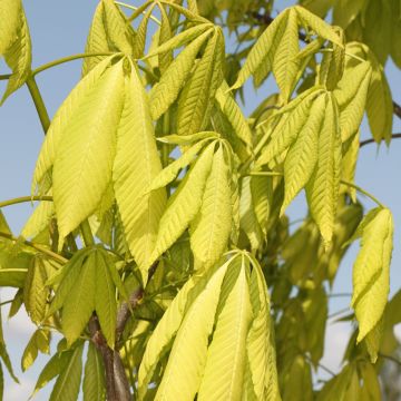 Aesculus glabra Sofia - Ohio-Rosskastanie