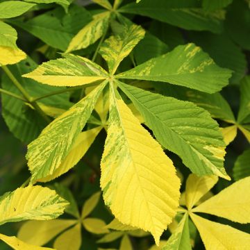 Gewöhnliche Rosskastanie Franek - Aesculus hippocastanum