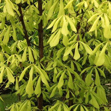 Aesculus hippocastanum Hampton Court Gold - Marronnier commun