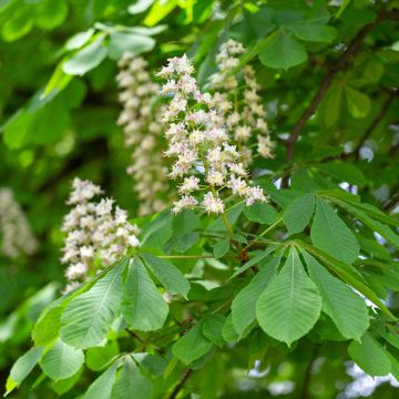 Gewöhnliche Rosskastanie - Aesculus hippocastanum