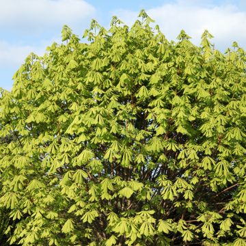 Gewöhnliche Rosskastanie Memmingeri - Aesculus hippocastanum