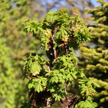 Aesculus hippocastanum Monstrosa - Marronnier commun