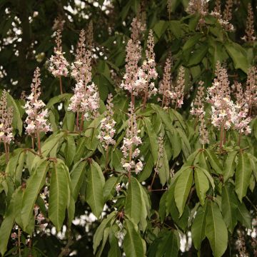 Aesculus indica Sydney Pearce - Marronnier de l'Himalaya