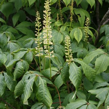 Strauchkastanie - Aesculus parviflora