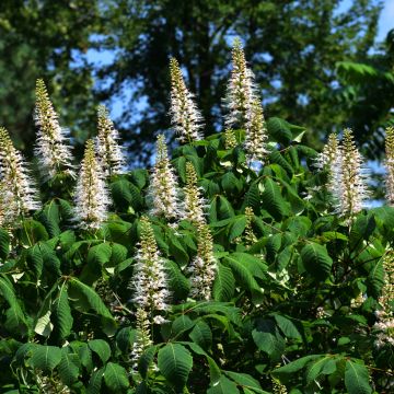 Strauchkastanie - Aesculus parviflora