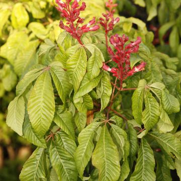 Aesculus pavia Humilis - Marronnier d'ornement  à fleurs rouges