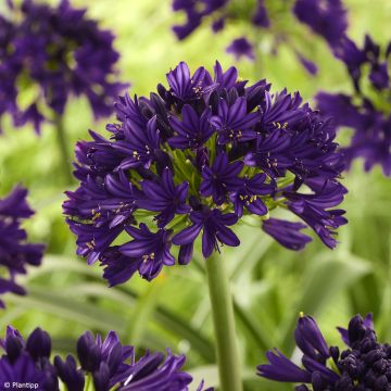 Agapanthus Black Jack - Schmucklilie