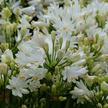 Agapanthus Double Diamond - Schmucklilie