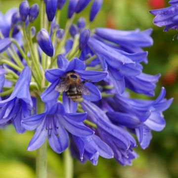 Agapanthus Flower of Love - Schmucklilie