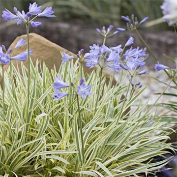 Agapanthus Golden Drop - Schmucklilie