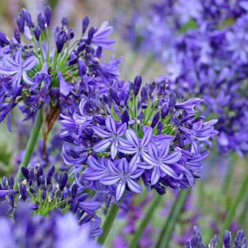 Agapanthus Northern Star - Schmucklilie