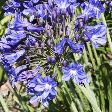 Agapanthus Peter Pan - Schmucklilie