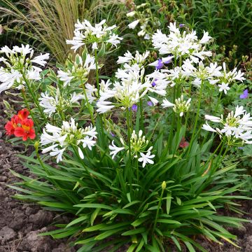 Agapanthus Pitchoune White - Schmucklilie