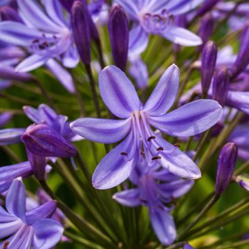 Agapanthus Purple Heart - Schmucklilie