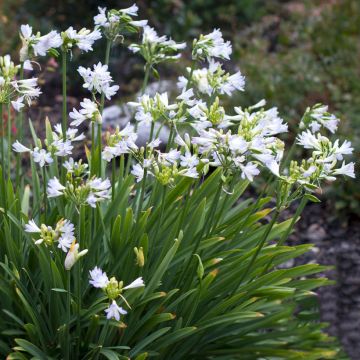 Agapanthus Silver Baby - Schmucklilie