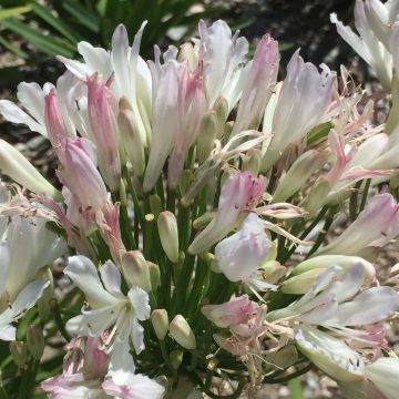 Agapanthus Strawberry Ice - Schmucklilie