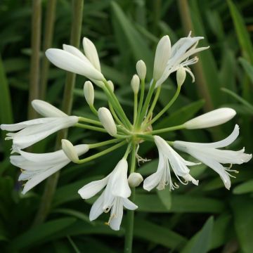 Agapanthe Thumbelina