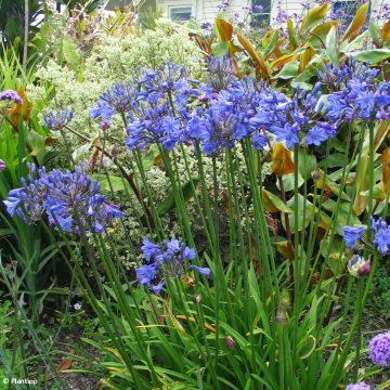 Agapanthus Tom Thumb - Schmucklilie