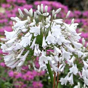 Agapanthus Windsor grey - Schmucklilie