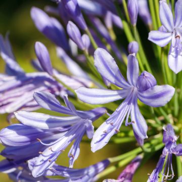 Agapanthus Vallée de l'Authion - Schmucklilie