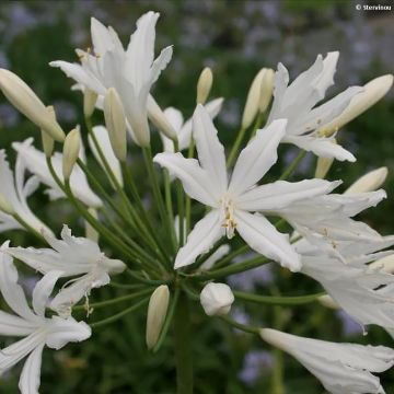 Agapanthus Vallée de la Sarthe - Schmucklilie