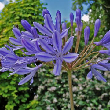 Agapanthus Donau - Schmucklilie