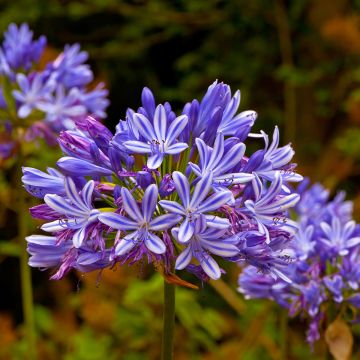 Agapanthus umbellatus - Schmucklilie