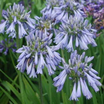 Agapanthe Celebration - Agapanthus