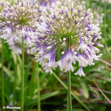 Agapanthus Fireworks - Schmucklilie