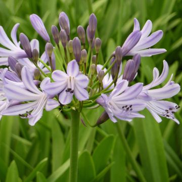 Agapanthus Megan's Mauve - Schmucklilie