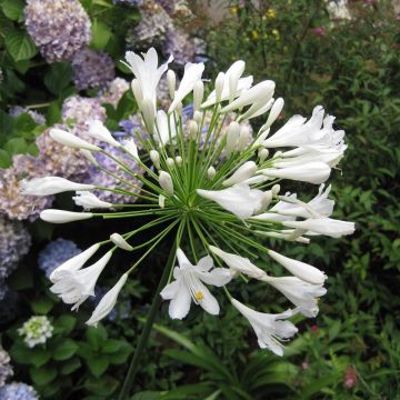 Agapanthus Mi Casa - Schmucklilie