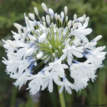 Agapanthe 'Queen Mum'