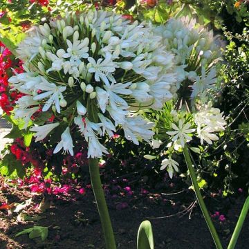 Agapanthus White Heaven - Schmucklilie