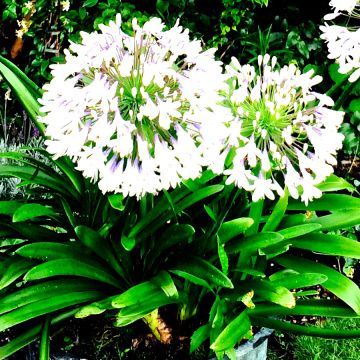 Agapanthus campanulatus var albidus - Schmucklilie