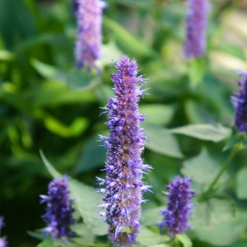 Agastache foeniculum Black Adder - Duftnessel