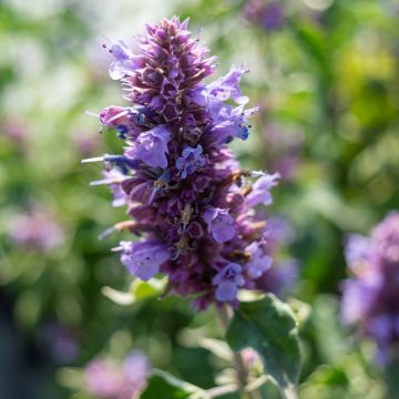 Agastache Blue Boa - Duftnessel