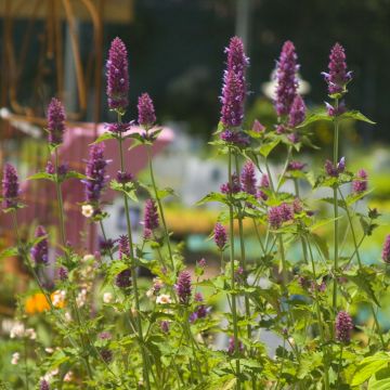 Agastache Globetrotter - Duftnessel