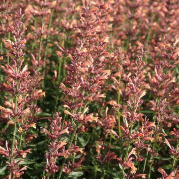 Agastache Kolibri - Duftnessel