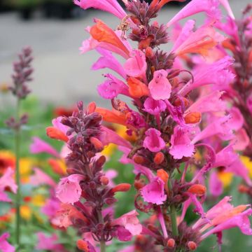 Agastache Kudos Ambrosia - Duftnessel