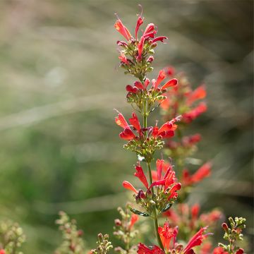 Agastache Kudos Red - Duftnessel