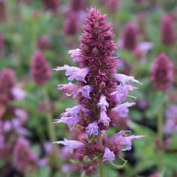 Agastache Kudos Silver Blue - Duftnessel