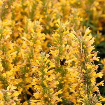 Agastache Poquito Butter Yellow - Duftnessel