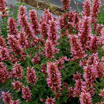 Agastache Poquito Lavender