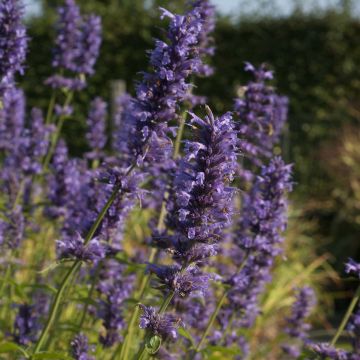 Agastache Serpentine - Duftnessel