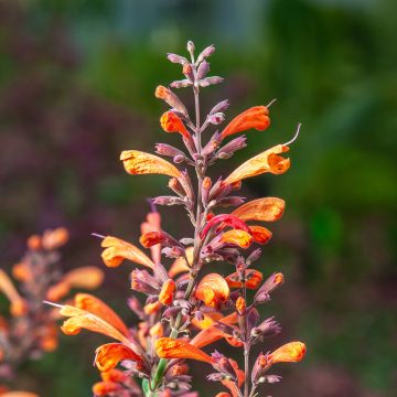 Agastache Sunny Sparks Tangerine - Duftnessel