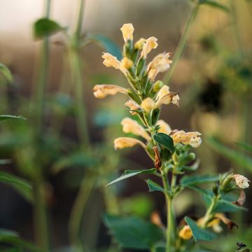 Agastache Sunny Sparks Yellow - Duftnessel