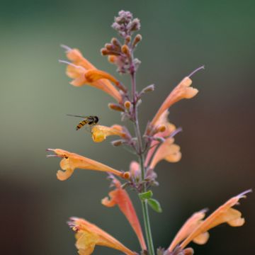 Agastache aurantiaca Apricot Sprite - Duftnessel